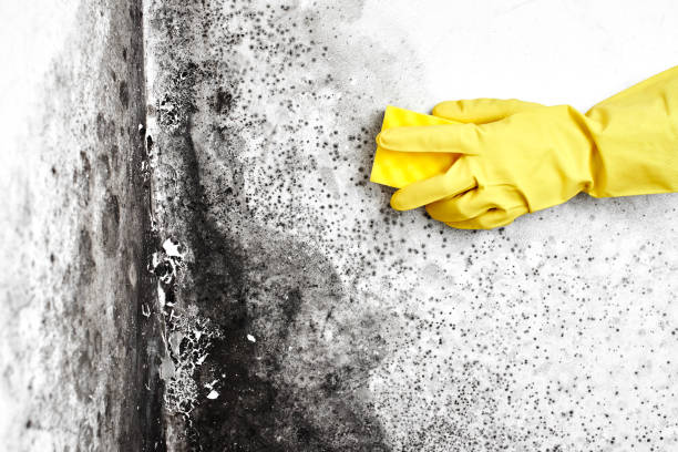 Best Post-Construction Mold Inspection  in Laurium, MI