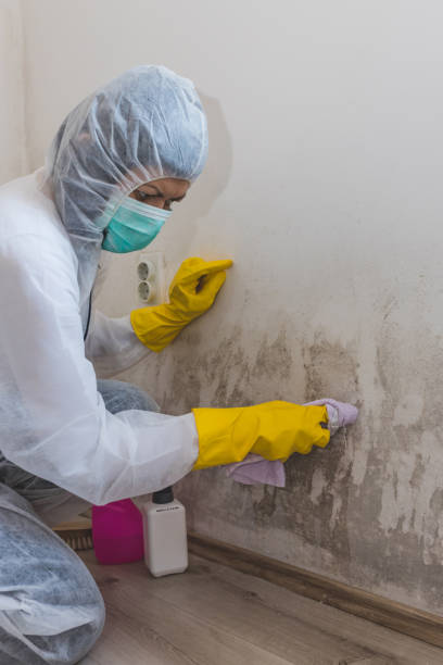 Best Dehumidification Services  in Laurium, MI