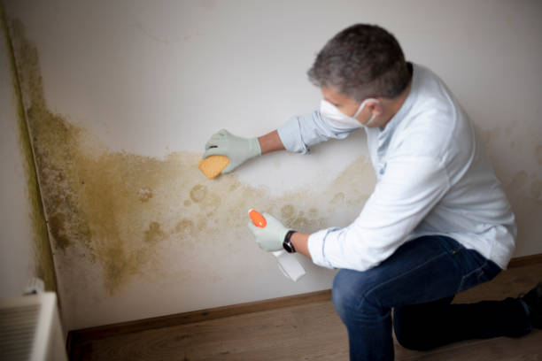Best Crawl Space Mold Remediation  in Laurium, MI