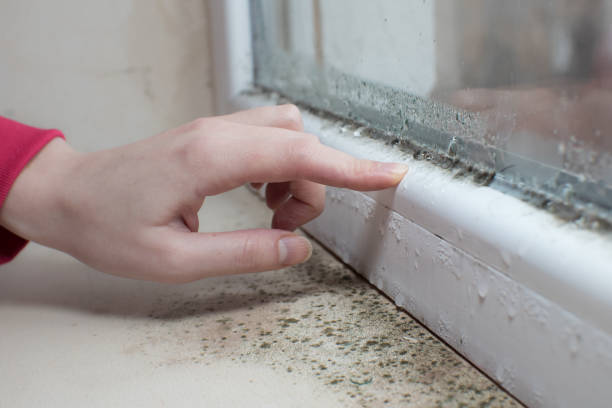 Best Real Estate Mold Inspection  in Laurium, MI