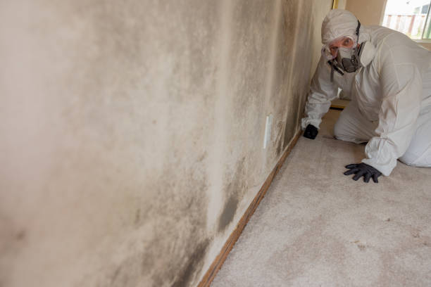 Best Attic Mold Removal  in Laurium, MI